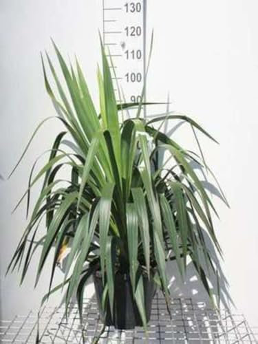 Yucca gloriosa - Palmlilie 50-60 cm - Container