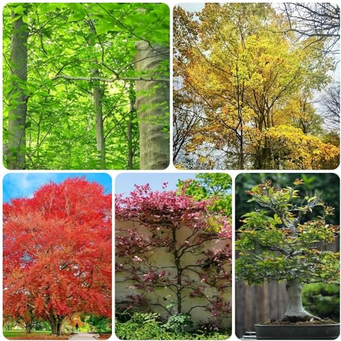 Semi di faggio europeo, da balcone semi di Fagus sylvatica, acquistare resistenti 150pcs