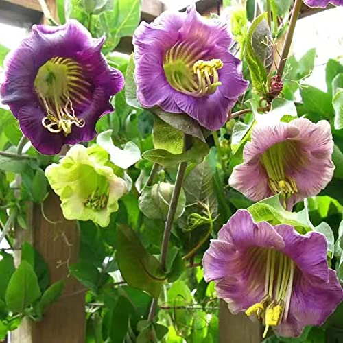campanula, semi di campanula giardino, balcone a crescita siepi resistenti, giardino, rampicanti, decorazioni giungla 75semi