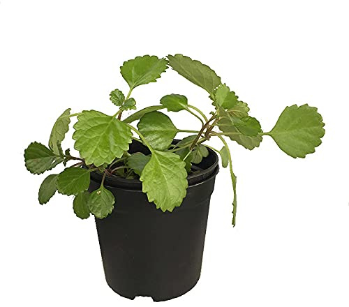 DECOALIVE Planta del Dinero Natural Planta para Interior y para Terraza o Jardín, 8436601572844