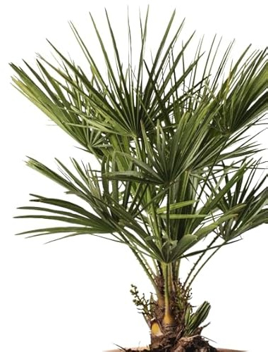 Chamaerops Humilis Natural Arbusto de Jardín de Exterior Resistente y de Fácil Mantenimiento