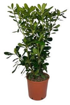 Vivaio Garden Forest Pittosporum tobira, 50 Piante Pitosforo | Sempreverde per siepi compatte, Foglie lucide verde scuro, Fiori bianchi profumati, Fioritura primaverile