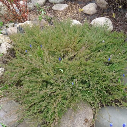 Juniperus Horizontalis 'Andorra Compact' Low-Growing Creeping Juniper with Dense Grey-Green Foliage Turns Bronze-Purple Winter Ground Cover 1X or 2X 3 Litre Pots by Thompson and Morgan