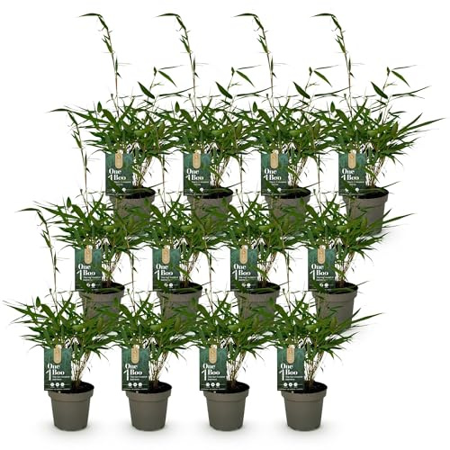 Green boutiQ - Bambou - Fargesia robusta Pingwu - Persistant - Non Envahissant - Vert - 12 Plantes - Pot 14cm - Hauteur 35cm