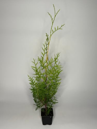 20 Stück, 40-50cm, Topf 9cm, Lebensbaum Thuja occidentalis Brabant