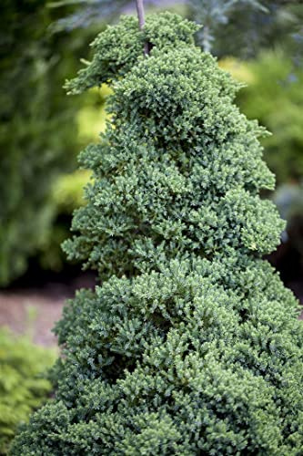 Juniperus procumbens 'Nana' 25-30 cm – Immergrün, Winterhart, Pflegeleicht – Kriech-Wacholder – Bodendecker für Steingarten & Kübel