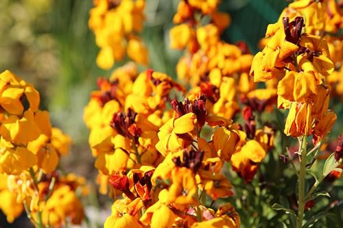 Goldlack (Cheiranthus cheiri) Samen. Heilpflanze, Duftpflanze, Mauerblume (10000 Samen = 11,0g)
