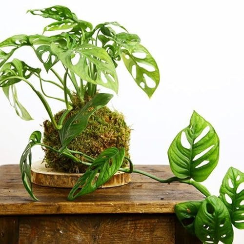 DECOALIVE Kokedama de Interior con Planta Envuelta en Musgo Monstera Adansonii Natural