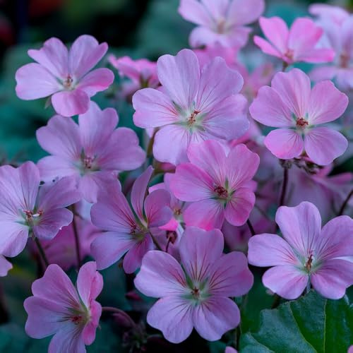 Geranium 'Dusky Crug'. Plug Plant x 4. Pink geranium flowers. Ideal for pollinators. Available from Bedwen Plants
