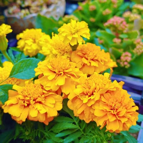 semillas de caléndula tagetes orgánicas de balcón comprar caléndula jardín silvestres perennes balcón jardín rocas resistentes perennes 800pcs