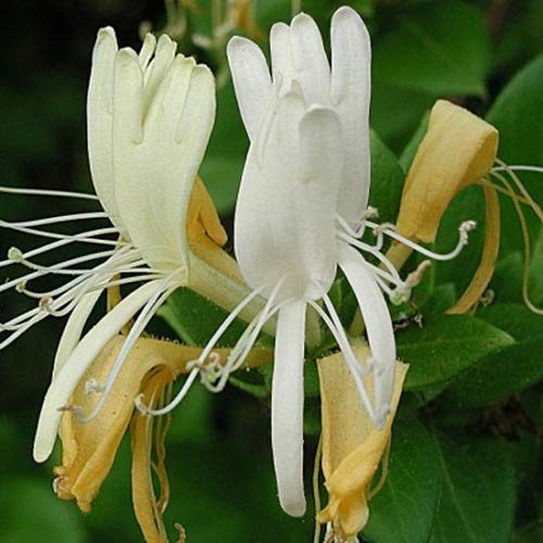 3 x Geissblatt Caprifolium (Lonicera) - Weiß, Duftend & Winterhart | Kletterpflanzen - 3 x 1.5 Liter Töpfe - ClematisOnline Kletterpflanzen