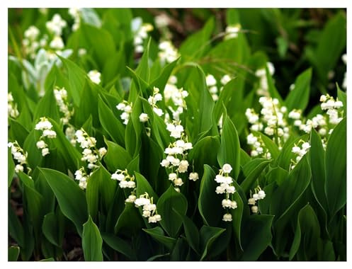 Stauden Gänge 3 x Convallaria majalis Maiglöckchen winterhart | Winterharter Bodendecker für Halbschatten bis Schatten, Blüte April bis Juni, mehrjährig, 9x9 cm Topf