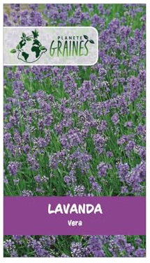 500 Sementi di Lavanda Vera - Lavandula - Facile da Coltivare.