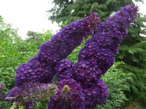 3 x Buddleia davidii 'Black Knight' in 9cm Pots : Package Contatins seeds