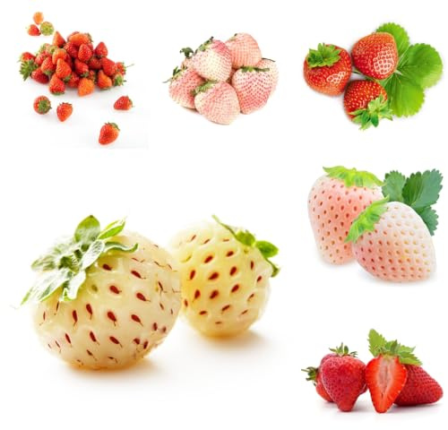 semillas de fresa orgánicas columnares raros fresas colgantes Balcón exótico a prueba de invierno sostenibles Semillas frutas balcón 1000Semillas