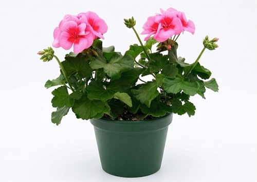 Geranio Zonal Rojo/Rosa en maceta | Planta con flores para balcón y jardín | Flores primaverales resistentes y decorativas | Abundante florecimiento | Ideal para macetas y jardineras