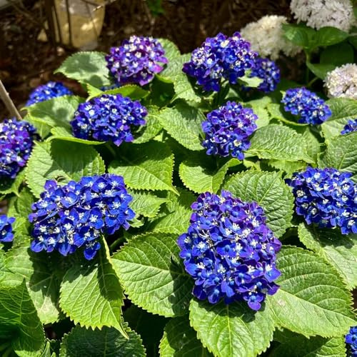 semillas resistentes de hortensias - perennes, hortensia jardín balcón 30pcs