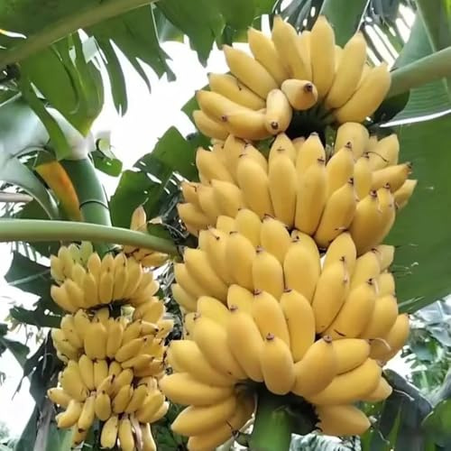 semi di banana, Gli da frutto nani sono resistenti di banano resistente, resistenti per il giardino semi da balcone 400pcs