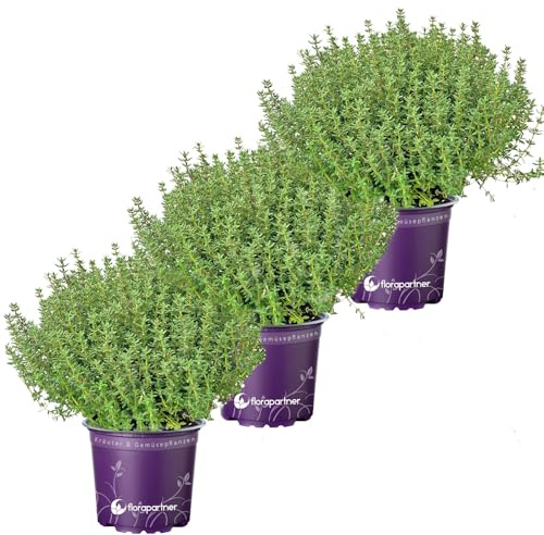 3er Set - Italienischer XL - Thymian Pflanze (Thymus-vulgaris)