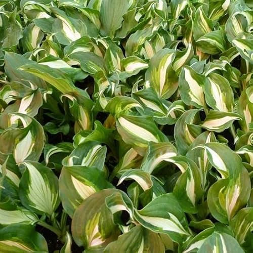 6x Hosta undulata 'Mediovariegata' – HGodet 9x9cm | Panaché crème-vert, rustique