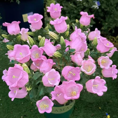 semi di campanula - decorative giardino resistenti interno 150pcs