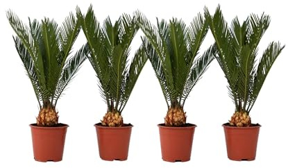 Plant in a Box - Cycas Revoluta - Set di 4 - Palma di Sago - Altezza 45-60cm - Vaso 15cm - Palma felce - Pianta Tropicale Ornamentale da Interno o Terrazza - Facile da Curare