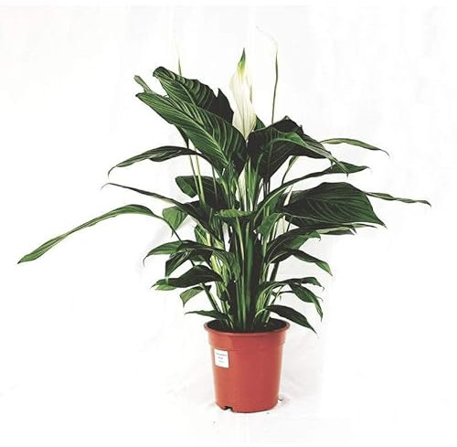 Spathiphyllum Spatifillo pianta vaso 17 70 cm fiore bianco foto reale purificatrice