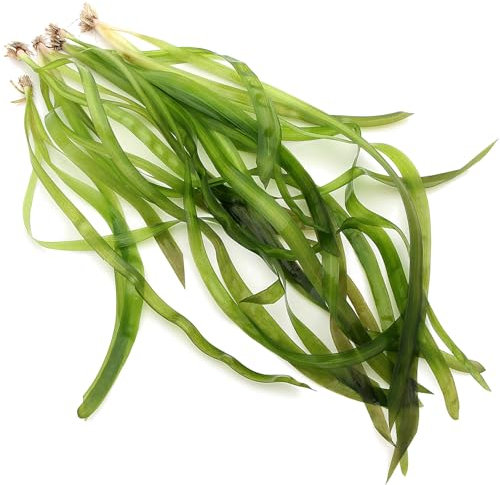 K2AQUA 5 X Vallisneria Gigantea Rubra Live Aquarium Plants Giant Vallis Ideal for Freshwater Tropical Aquascape Tank Natural Background Decoration