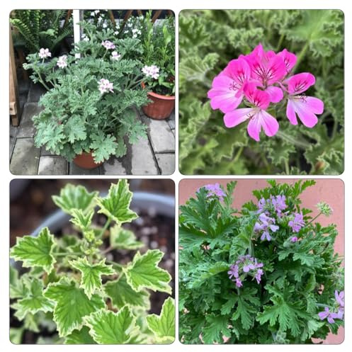 geranio limone giardino balcone semi di giardino 80pcs