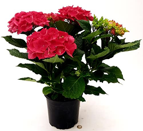 POWERS TO FLOWERS - ORTENSIA ROSSA XXL, VASO 19CM DIAMETRO, pianta vera
