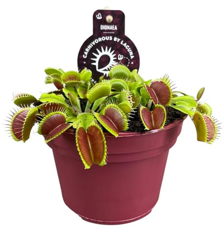 Dionaea Muscipula - 12cm - Ø12cm - Zimmerpflanze - Immergrün