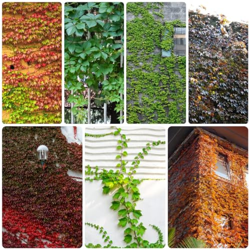 semi resistenti di vite selvatica, rampicante di vite americana, balcone giardino sospese, viticci per decorazioni di recinti muro parete 600pcs