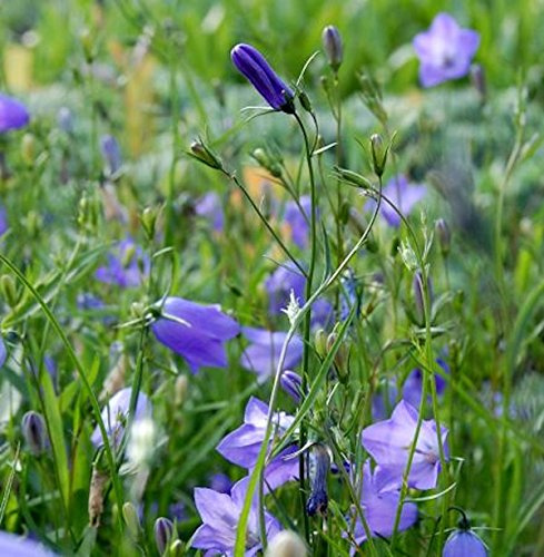 Rundblättrige Glockenblume Olympica - Campanula rotundifolia