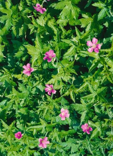 Geranium palustre 9x9 cm Topf – Winterhart, Mehrjährig, Pflegeleicht – Sumpf-Storchschnabel – Staude für Teichrand & Feuchtbeet