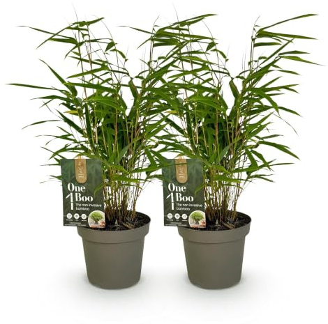 GreenboutiQ - Bambou - Fargesia rufa - Vert - 2 Plantes - Persistant - Non envahissant - Pot 14cm Hauteur 35cm
