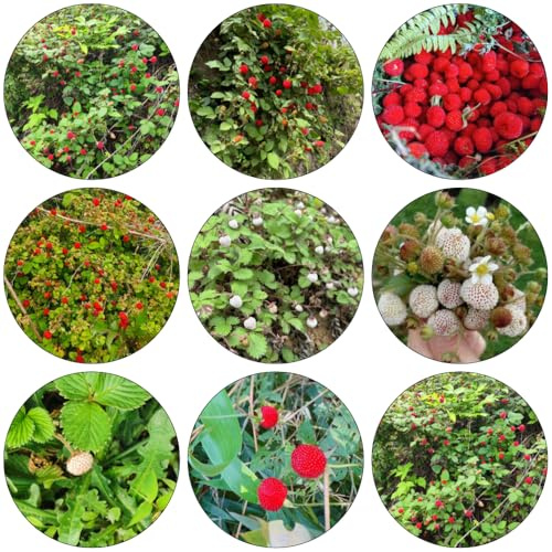 fresa silvestre silvestres semillas Fragaria vesca orgánicas medicinales decorativas enanos semillas 200pcs