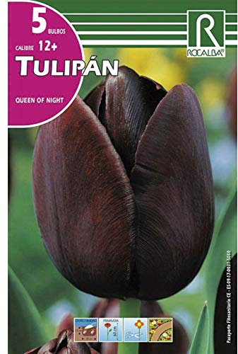 BULBO DE OTOÑO TULIPÁN REINA DE NOCHE - 5 UD