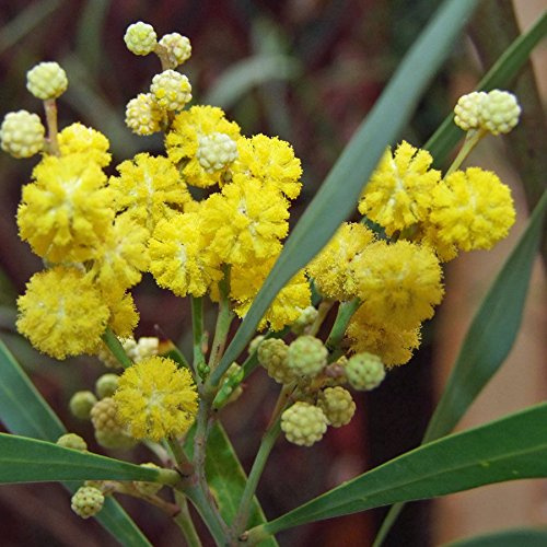 Portal Cool Acacia retinodes (A 42)