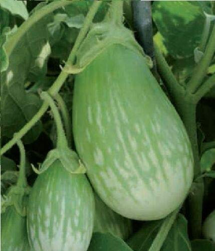 5 Seeds of Vegetable Aubergine Emerald Isle F1