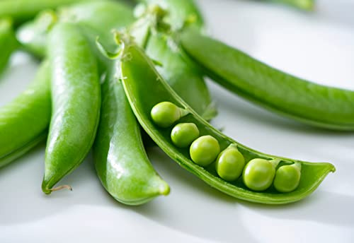 Pea Plants, 12 x Full Plant Pack, 18+ Individual Seedlings per Pack, Vegetable Plants, Garden Peas, Peas, Fresh Vegetables, Garden Ready and Ready to Plant, Succulent Pea, Premium Quality Veg