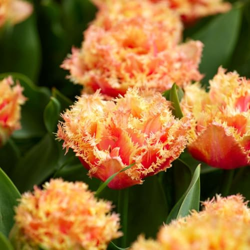 Plant in a Box - Tulipa Brisbane - Blumenzwiebeln x15 - Tulpe - Rosa - Tulpen aus Holland