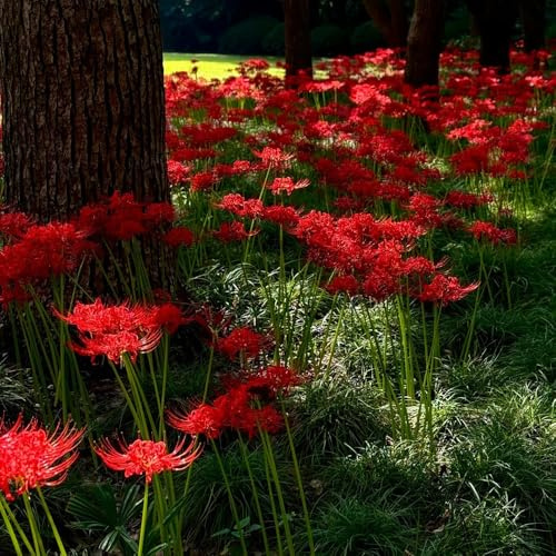 acquistare bulbi di sangue, resistenti giglio ragno, resistenti per il giardino regali per gli amanti del giardino rare da roccioso 4pcs