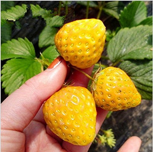 50 graines jaunes Wonder fraises
