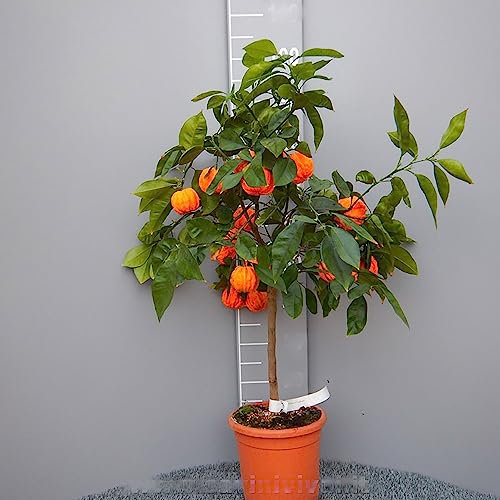 Plante d'oranger SAVINI VIVAI, agrumes orange amer ondulés en pot de 20 cm hauteur 70 cm 2-3 ans de greffage, fabriqué en Italie