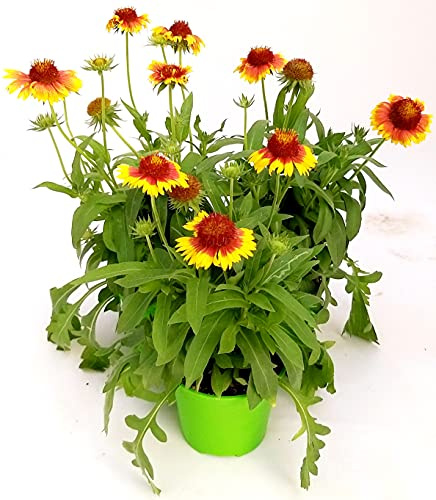 POWERS TO FLOWERS - GAILLARDIA, 3 PIANTE, Vaso 14cm, piante vere