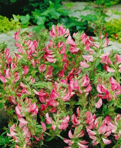 Ononis spinosa 9x9 cm Topf – Winterhart, Mehrjährig, Pflegeleicht – Dornige Hauhechel – Staude für Steingarten & Trockenbeet