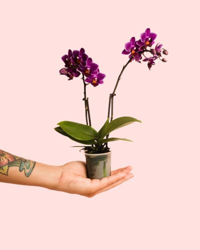 Orquídea Lila | Mini Planta Natural | Pur Plant