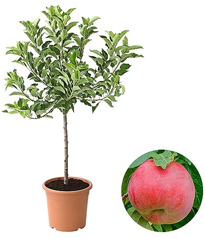 Dehner Zwergapfel Galina, süße Früchte, ca. 80-90 cm, 6 l Topf | Malus sylvestris, zwergförmiger Obstbaum, Befruchter-Sorte notwendig, Erntezeit September