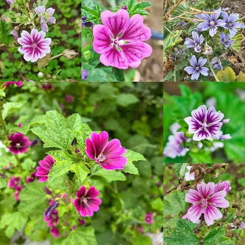 semi di malva perenne 400pcs