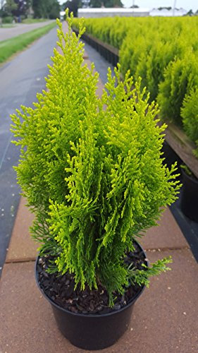 gelber orientalischer Zwerg - Lebensbaum Thuja orientalis Aurea Nana 20-30 cm hoch im 2 Liter Pflanzcontainer